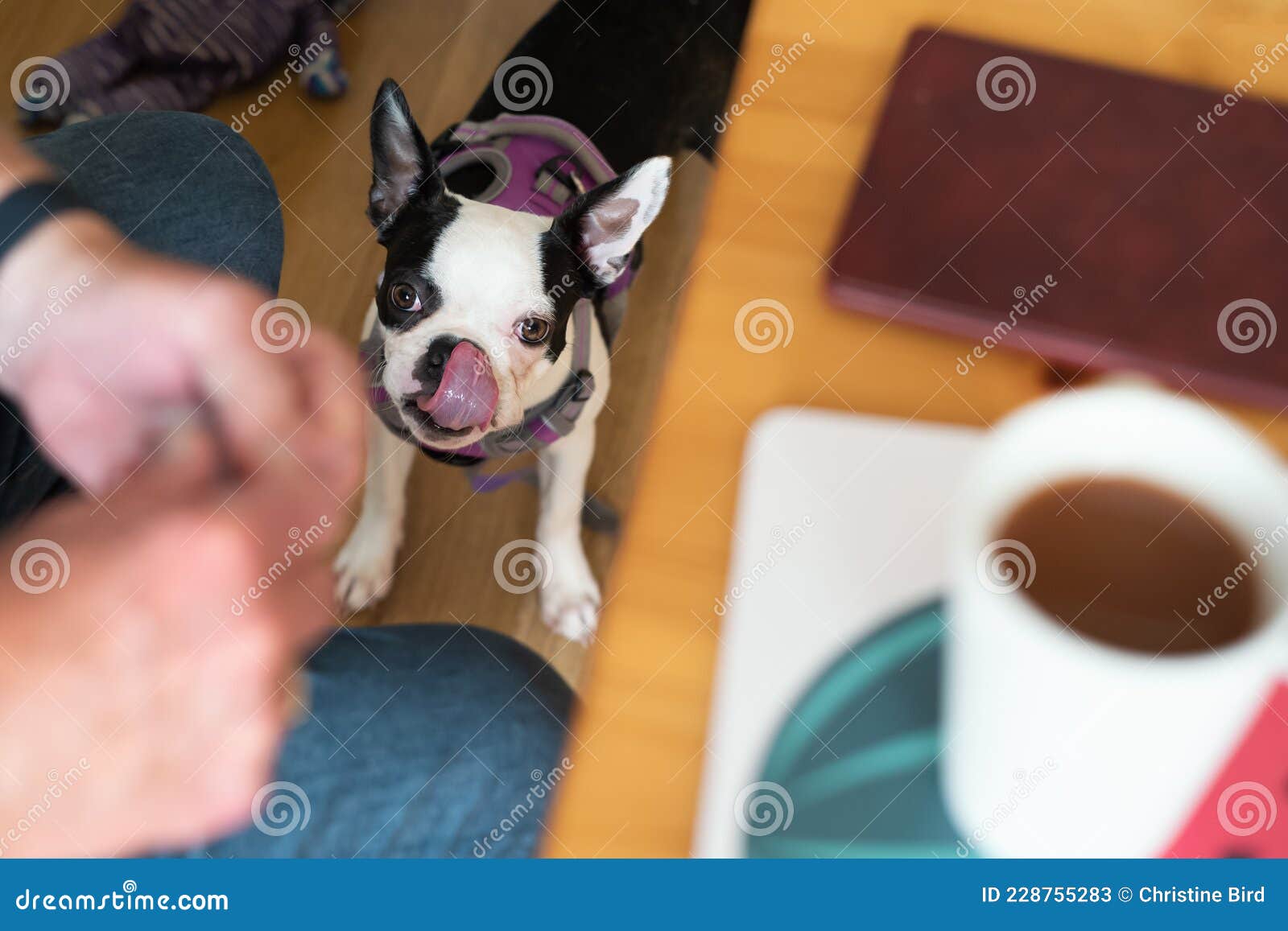Boston Terrier Face cookie cuttercute dog portrait treats American Gentleman