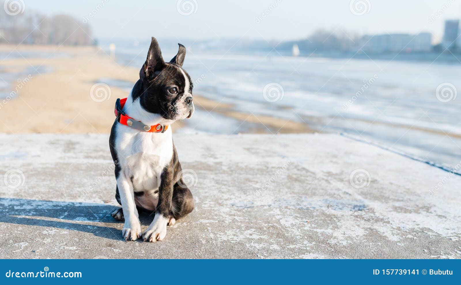 Boston Terrier puppy stock image. Image of doggy, adorable 157739141