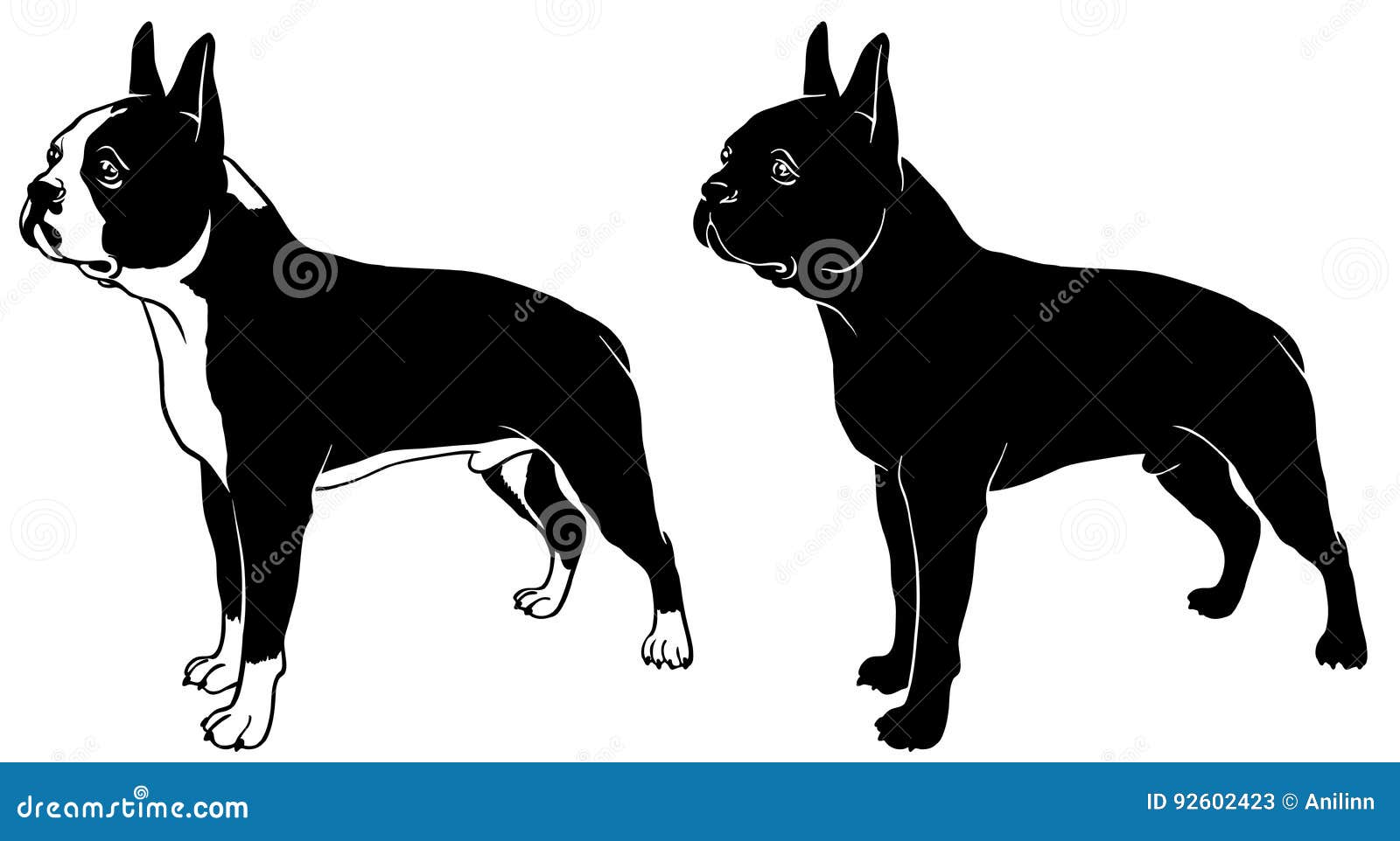 Boston Terrier Outline Svg