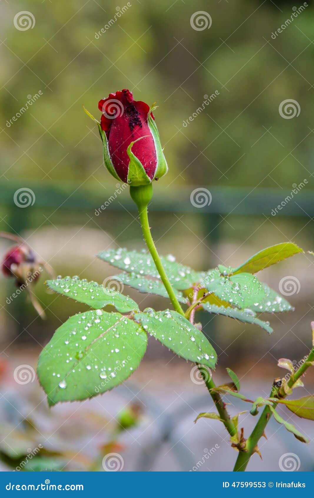 Botão De Rosa Vermelha No Jardim Sobre O Fundo Natural Após a Chuva Imagem  de Stock - Imagem de gotas, bonito: 47599553