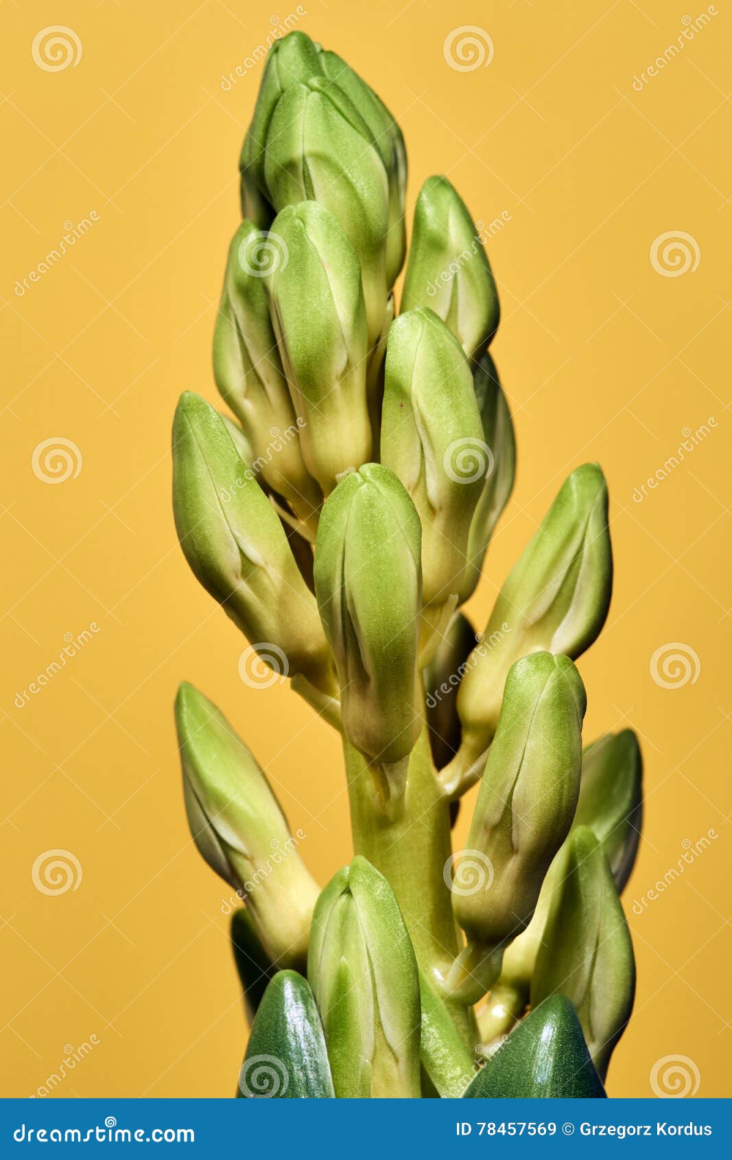 Botão E Flor Do Jacinto Das Folhas Imagem de Stock - Imagem de flor, amarelo:  78457569