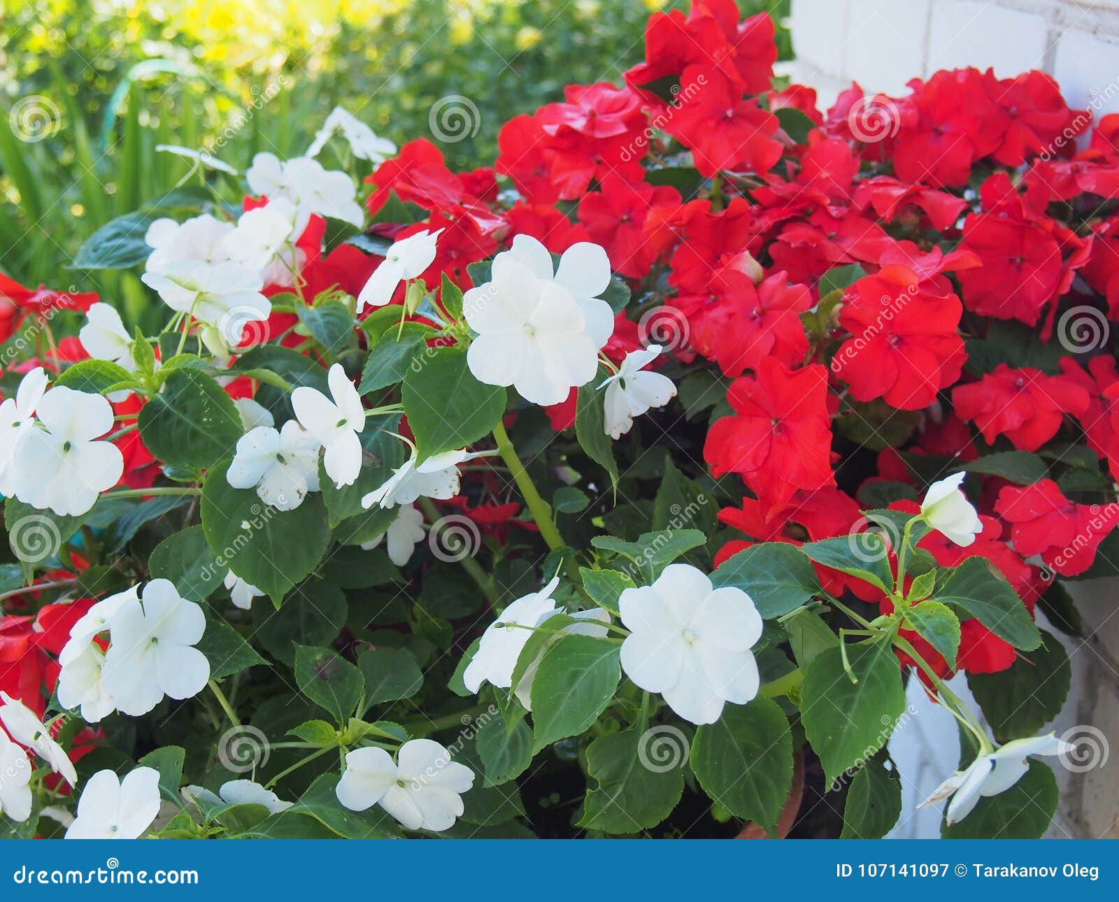 Botões De Impatiens Vermelho E Branco Flor No Jardim Imagem de Stock -  Imagem de planta, fundo: 107141097