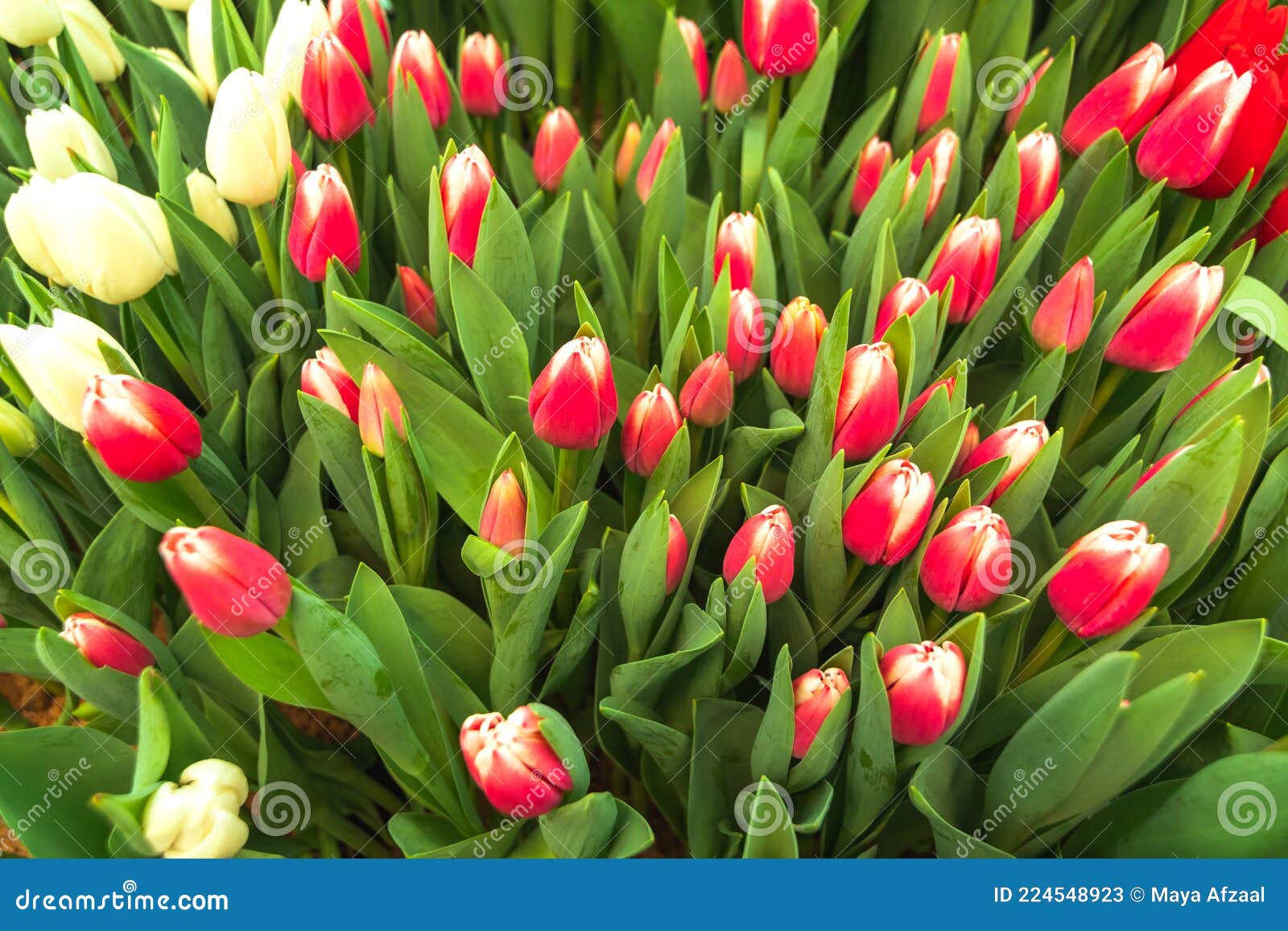 Botões De Tulipas Vermelhas Com Folhas Verdes Frescas Em Luzes Suaves No  Fundo Da Tela Com Lugar Para O Seu Texto. Imagem de Stock - Imagem de  jardim, buquê: 224548923