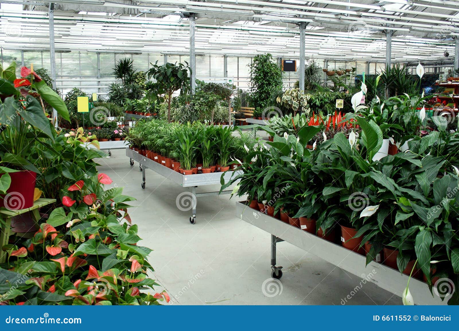 Botanic store stock photo. Image of petals, store, pots 6611552