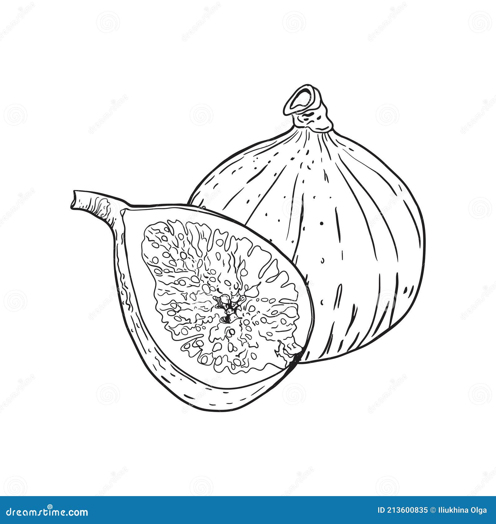 Botanical Drawing of Fig Fruit Stock Vector Illustration of diet
