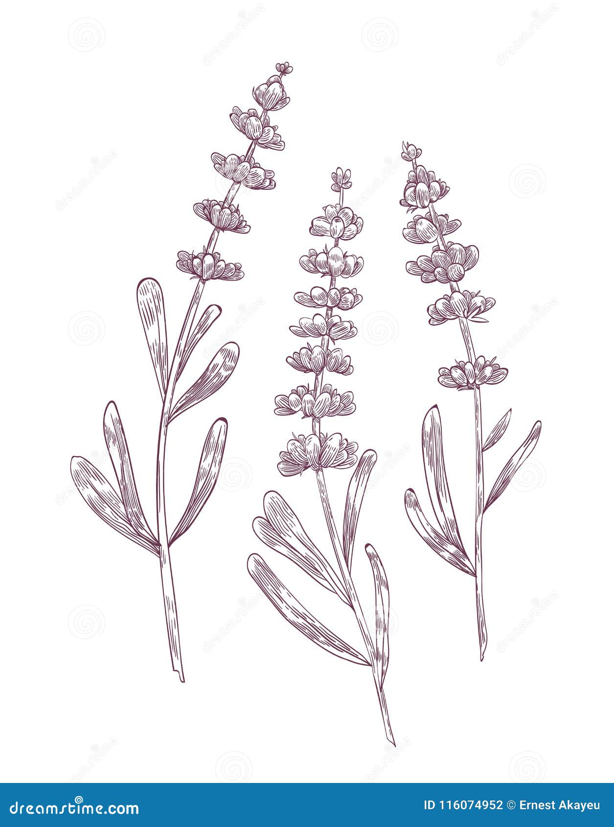 6521 Lavender Field Drawing Images Stock Photos  Vectors  Shutterstock
