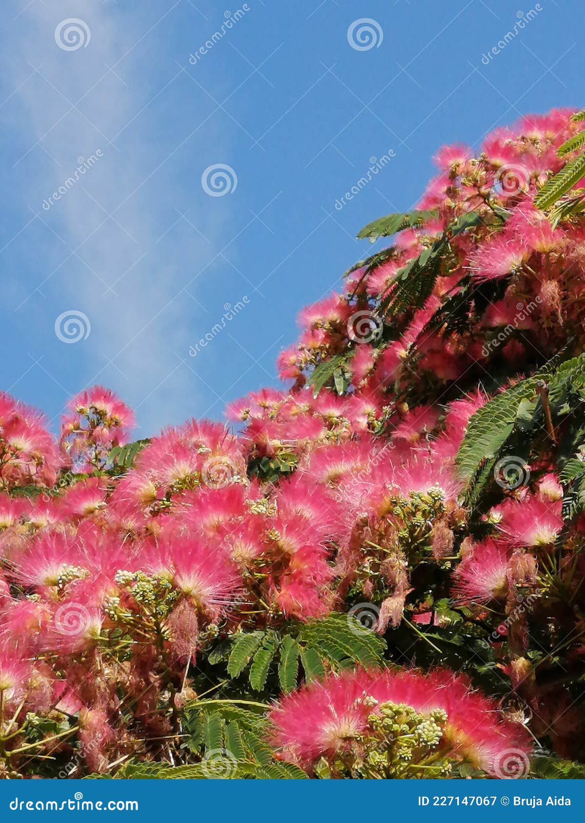silk tree,botanical garden.macea,arad county,romania