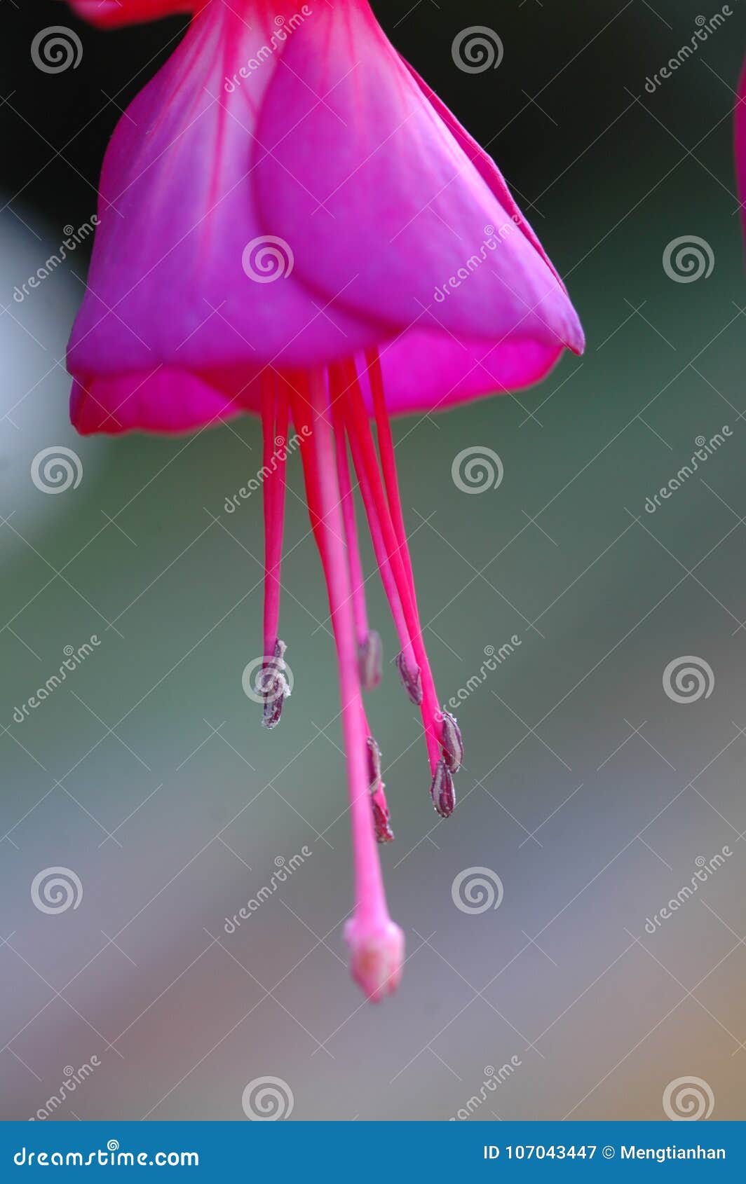fuchsia hybrida hort