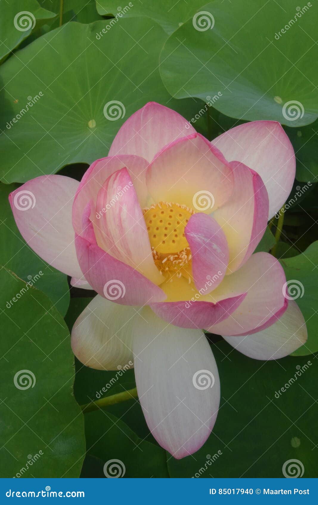 Botanical Garden Vienna Indian Lotus Stock Photo Image Of Bean