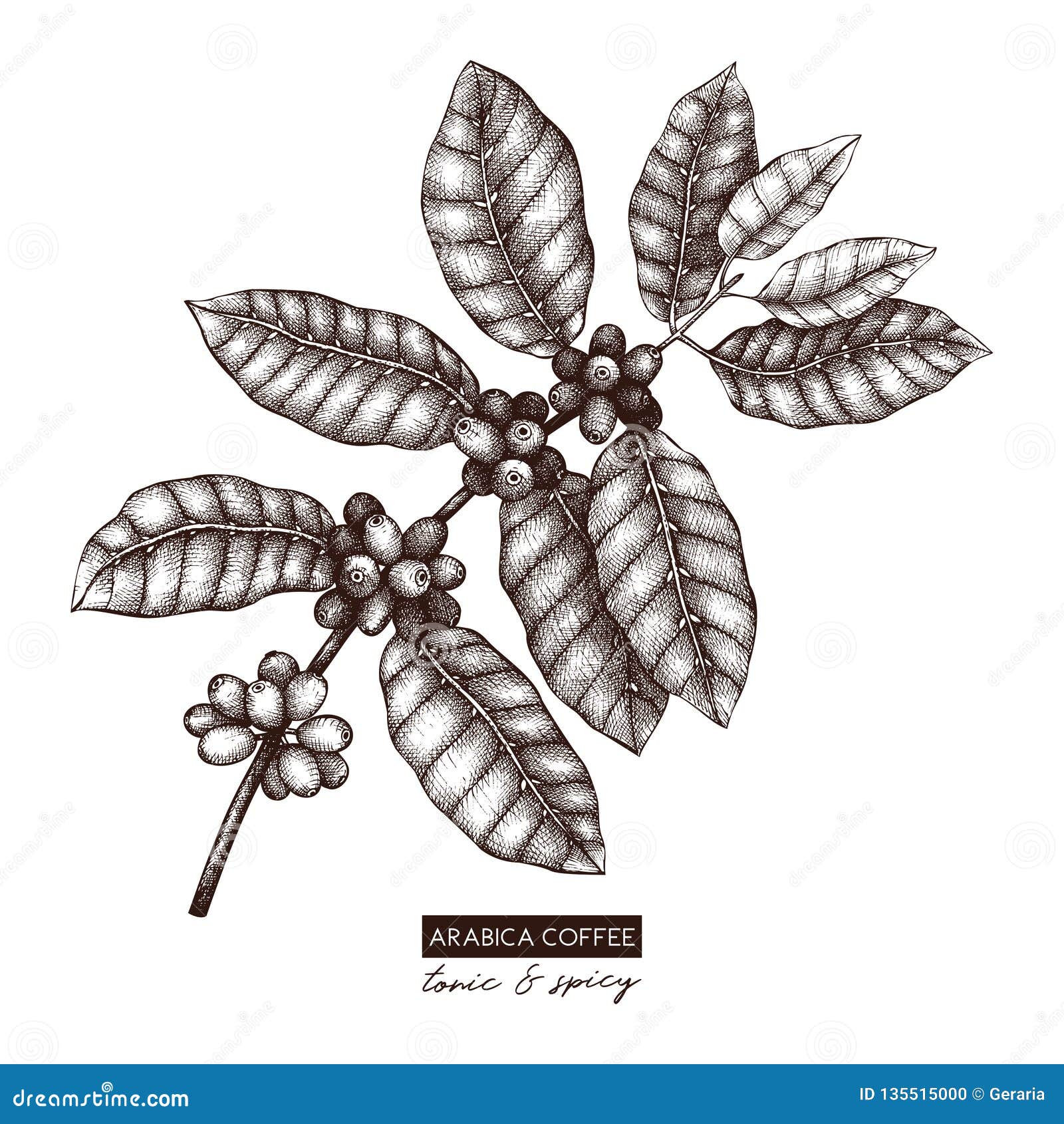 Botanical Illustration Of Arabica With Fruits Vector Hand Drawn Coffee Plant Sketch Aromatic And Tonic Elements Collection Stock Vector Illustration Of Brazil Drawing 135515000