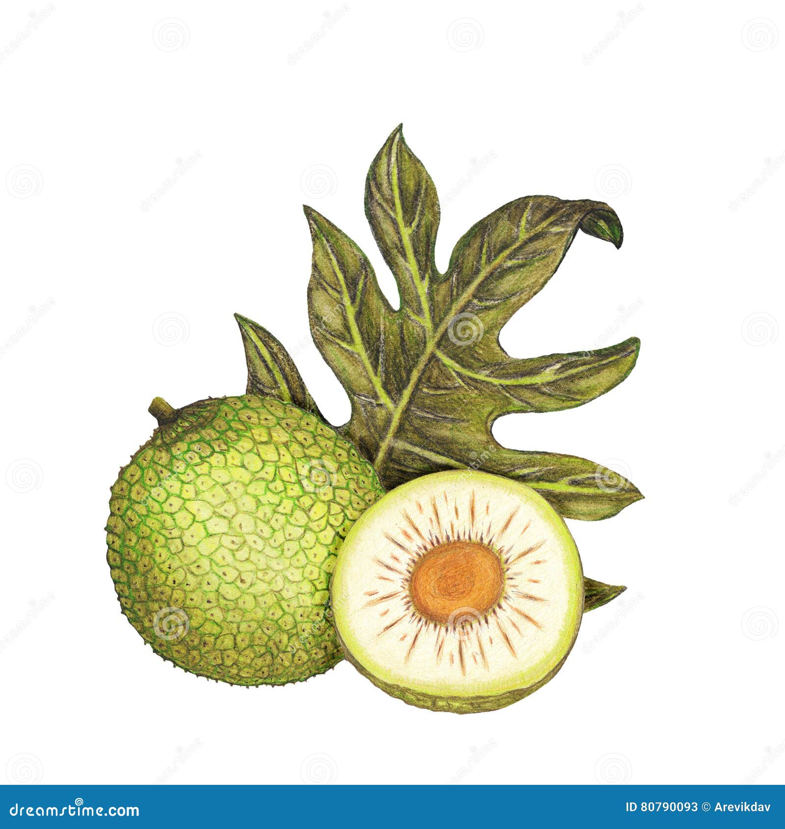 Botanical Illustration of Breadfruit Stock Illustration Illustration