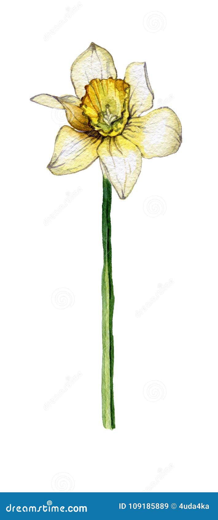 Botanical Illustration of a Daffodil Flower on White Background Stock ...