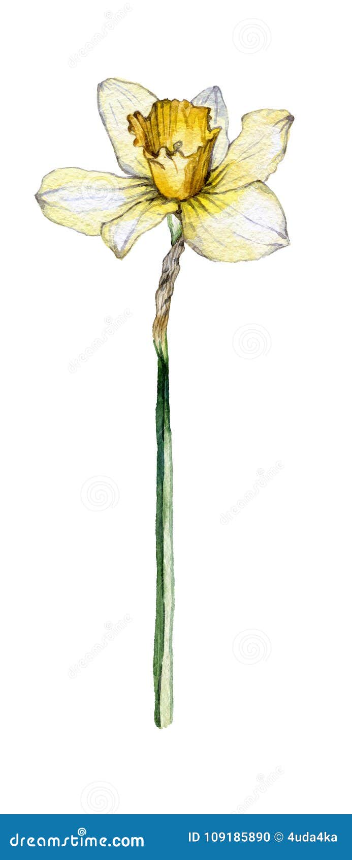 Botanical Illustration of a Daffodil Flower on White Background Stock ...