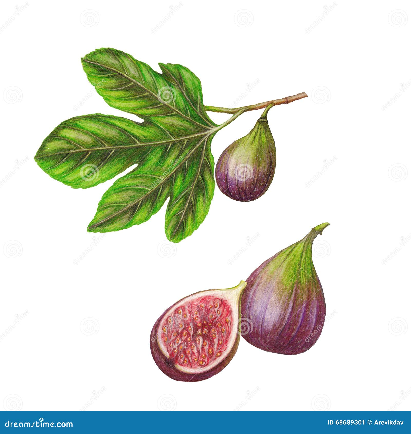 New Free Watercolor Worksheet: Learn How to Trace & Paint Figs — Nicki  Traikos | life i design |