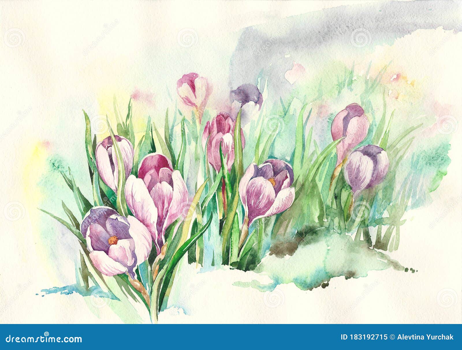 spring flowers sprout in the snow. snowdrop. garden flowers.