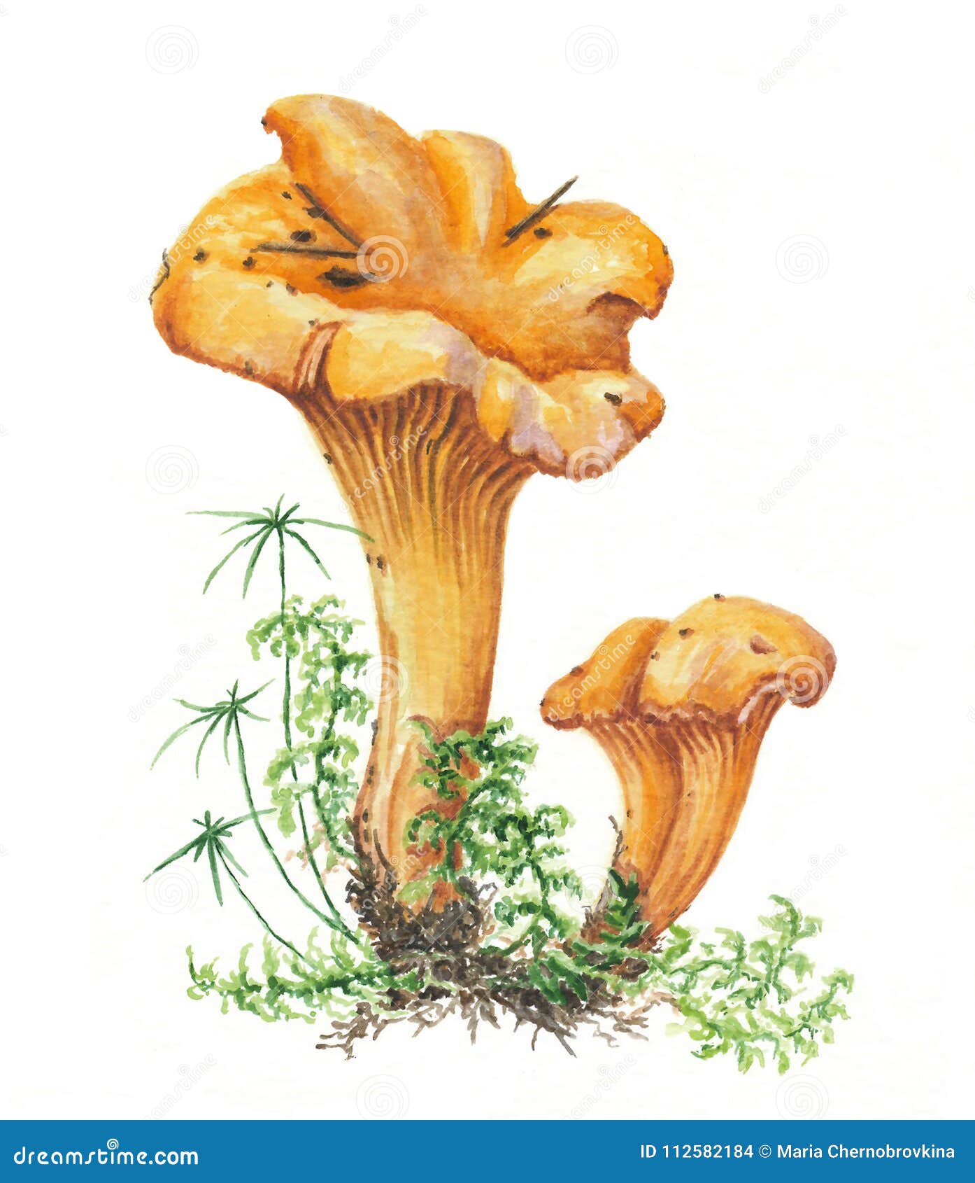 Botanical Illustration. Watercolor Mushrooms Stock Illustration ...