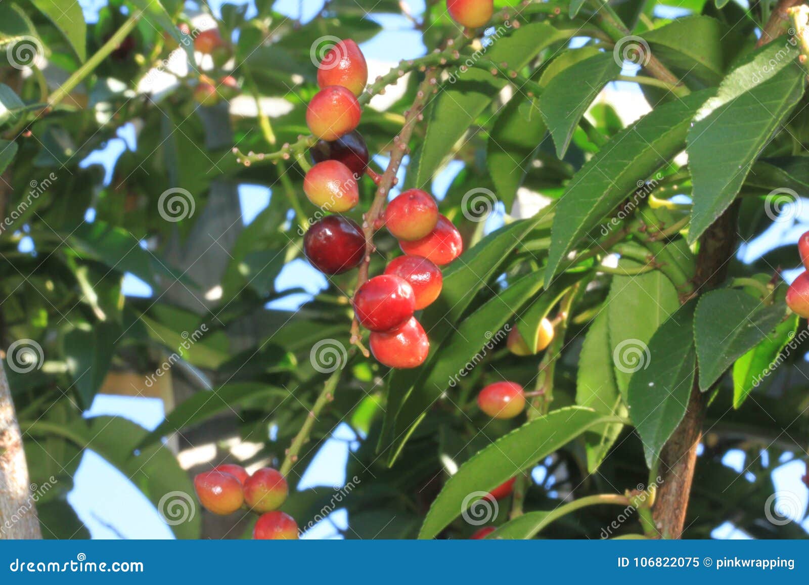 portugeuse laurel and berries