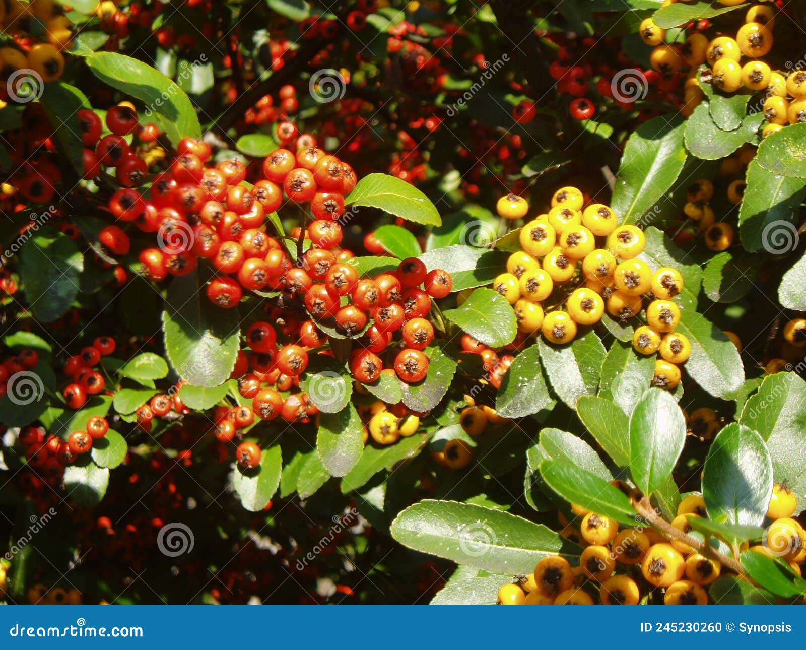 Botanical Plant of Small Fruits Stock Photo Image of living, plants