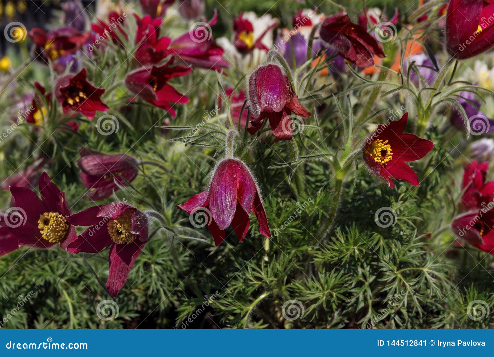 Red Spring Flowers Anemones Stock Image - Image of crocus, pasqueflower ...