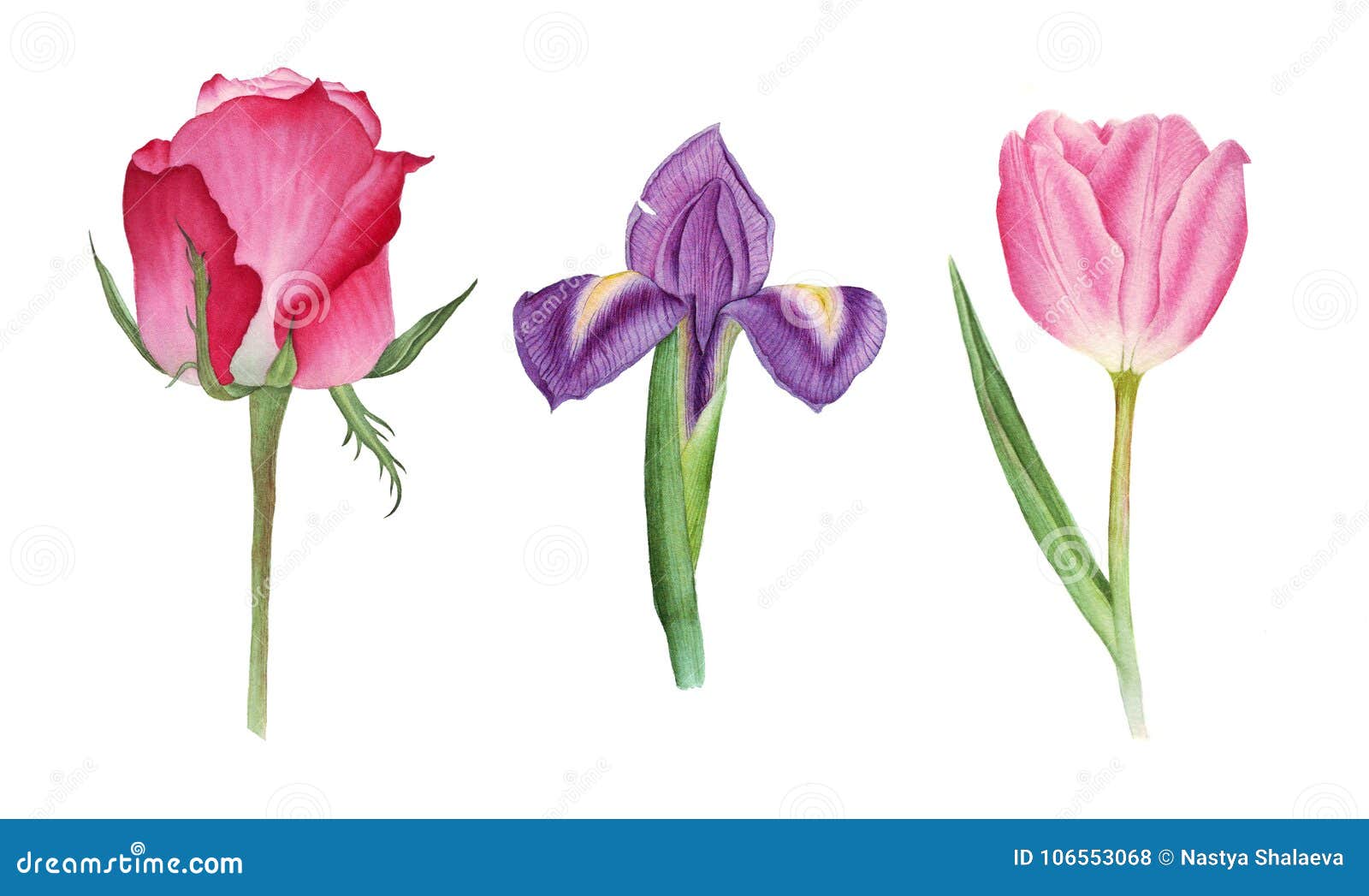 Botanical Watercolor with Rose, Tulip and Iris Stock Photo Image of