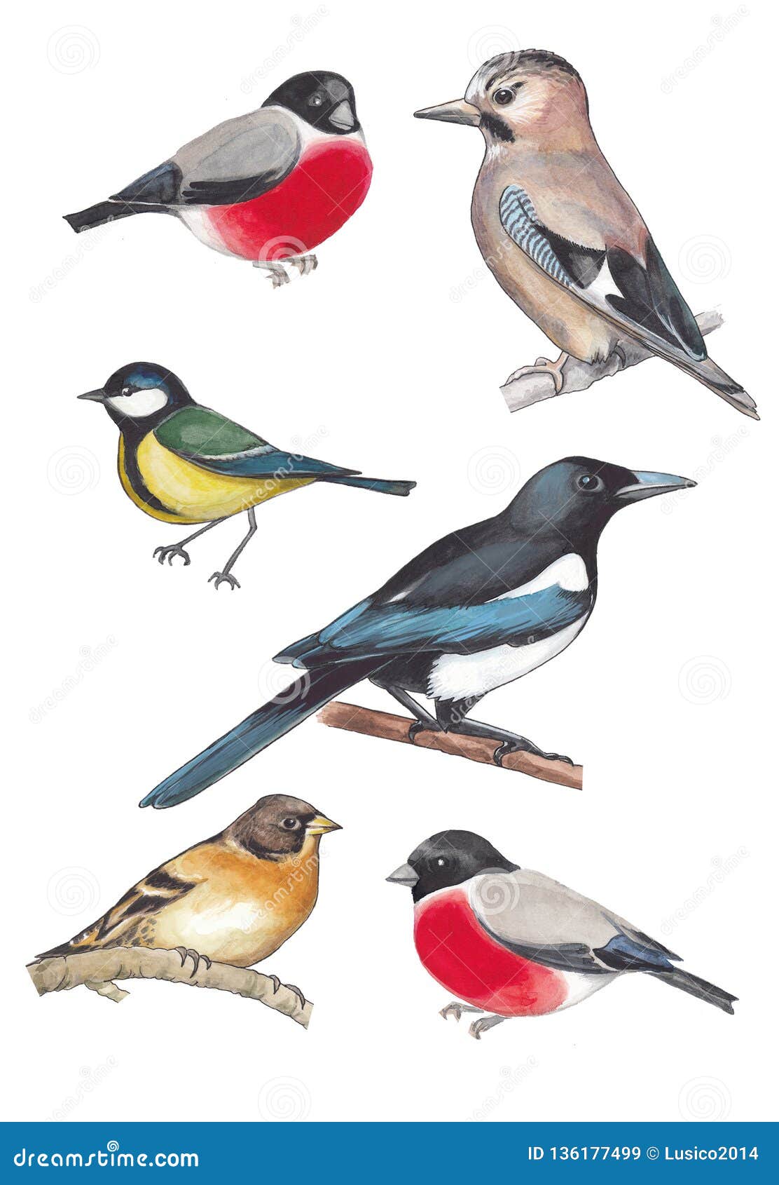 Download Botanical Watercolor Set Of Forest Birds. Stock ...