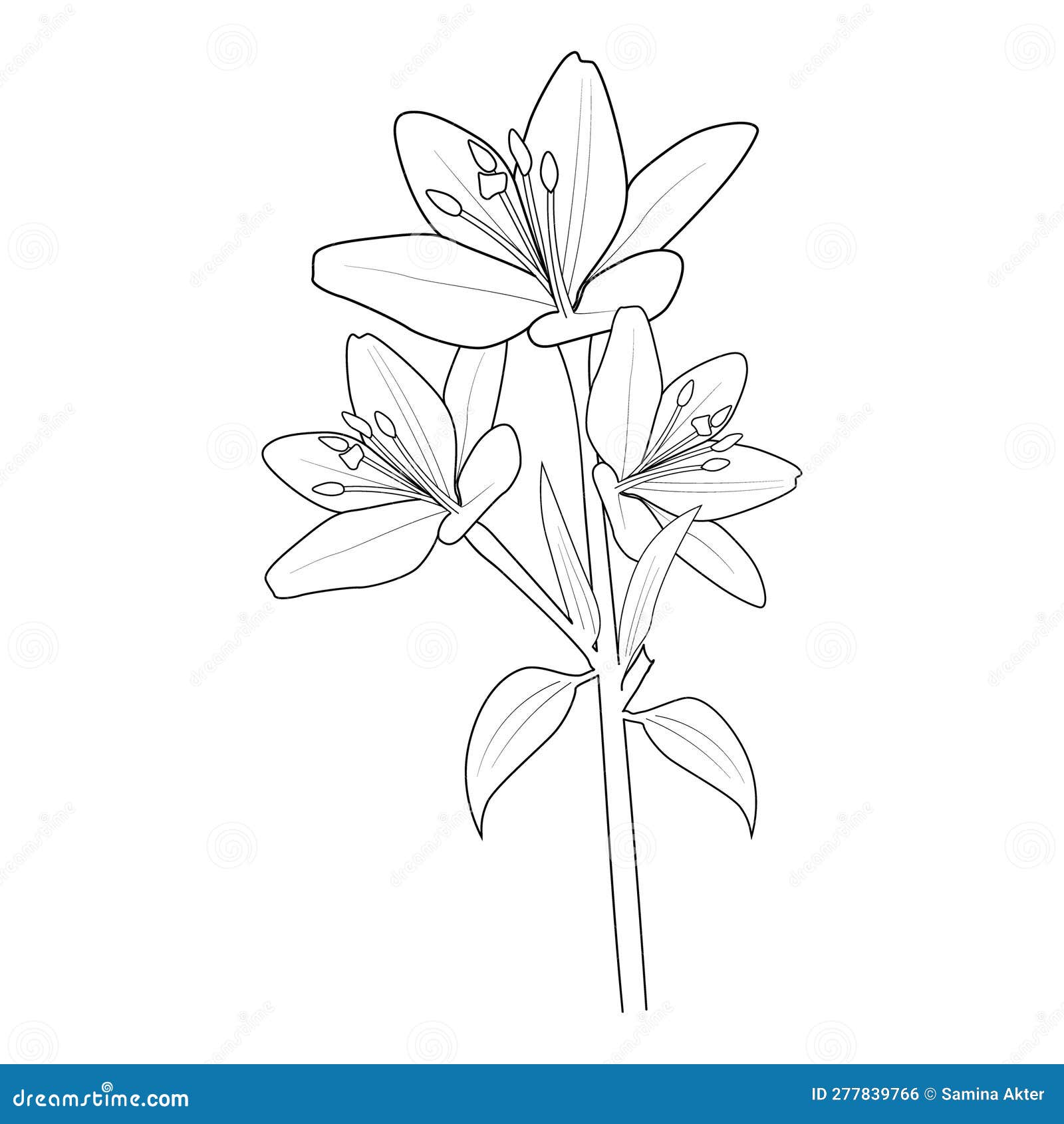 Botanicl Lily Flower Drawings, Lily Flower Line Art. Blossom Lily ...