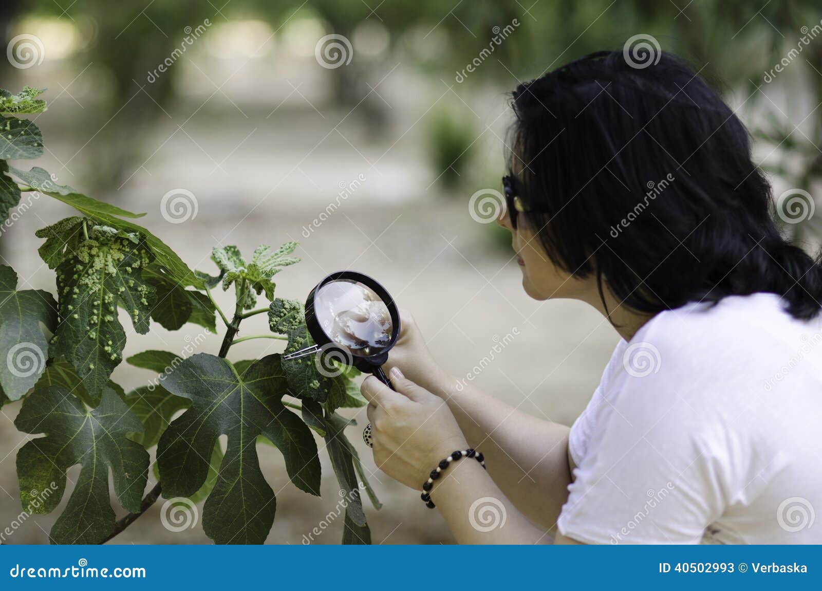 botanist finding leaf galls on the figs tree