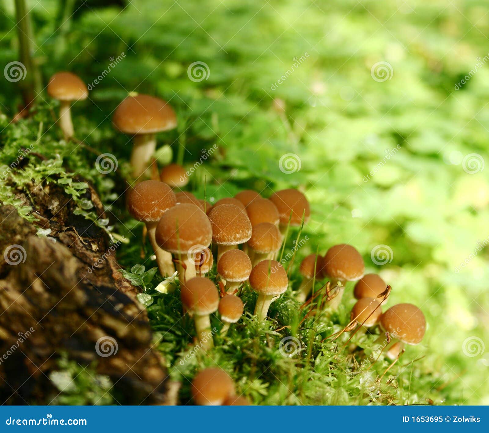 Botany stock image. Image of fleece, agglomeration, plant 1653695