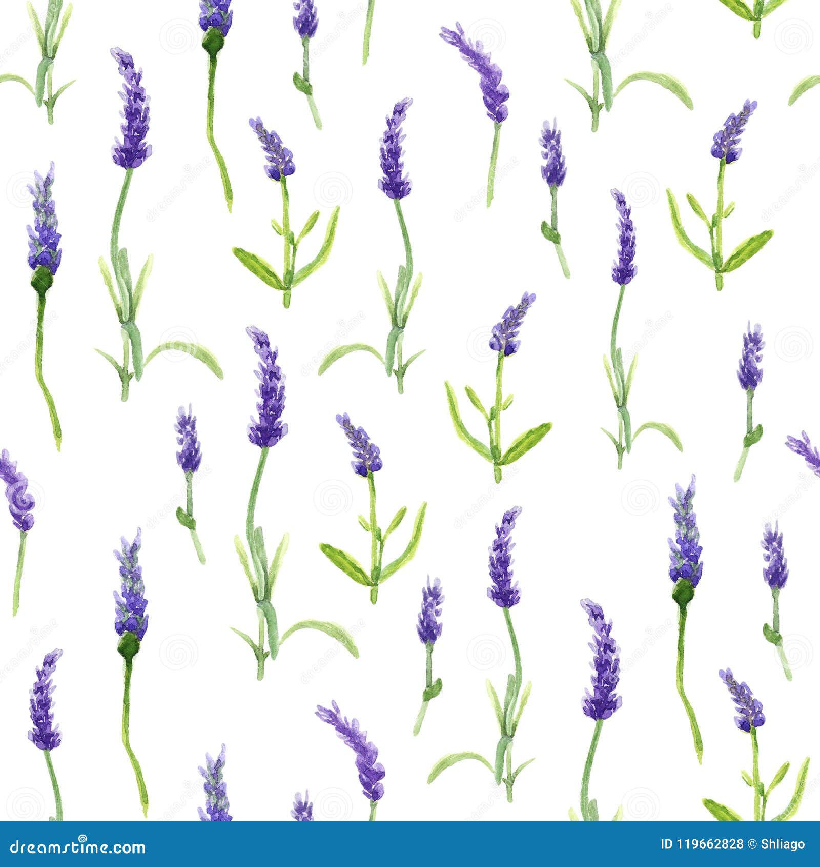 Botany Illustration Lavender Flowers In A Watercolor Style On White
