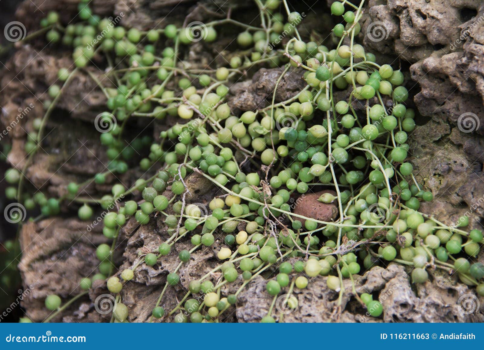 string of pearls in the wild