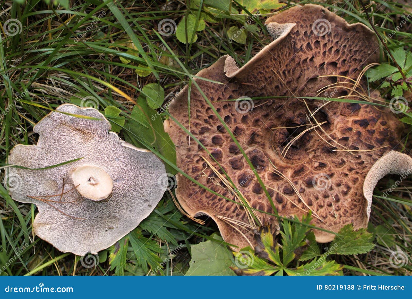 Botany, Mushroom stock photo. Image of edible, hawk, mushroom 80219188