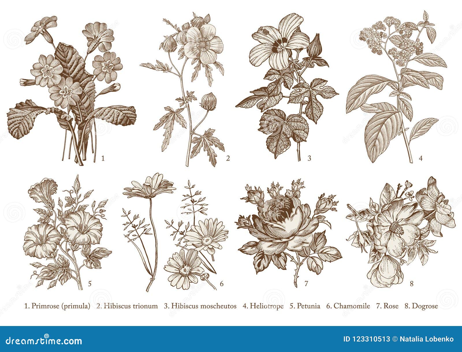 70 Heliotrope Flower Illustrations Illustrations RoyaltyFree Vector  Graphics  Clip Art  iStock