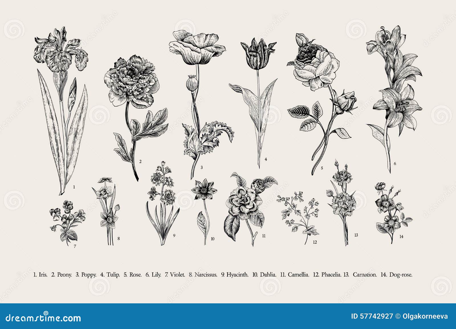 botany. set. vintage flowers.