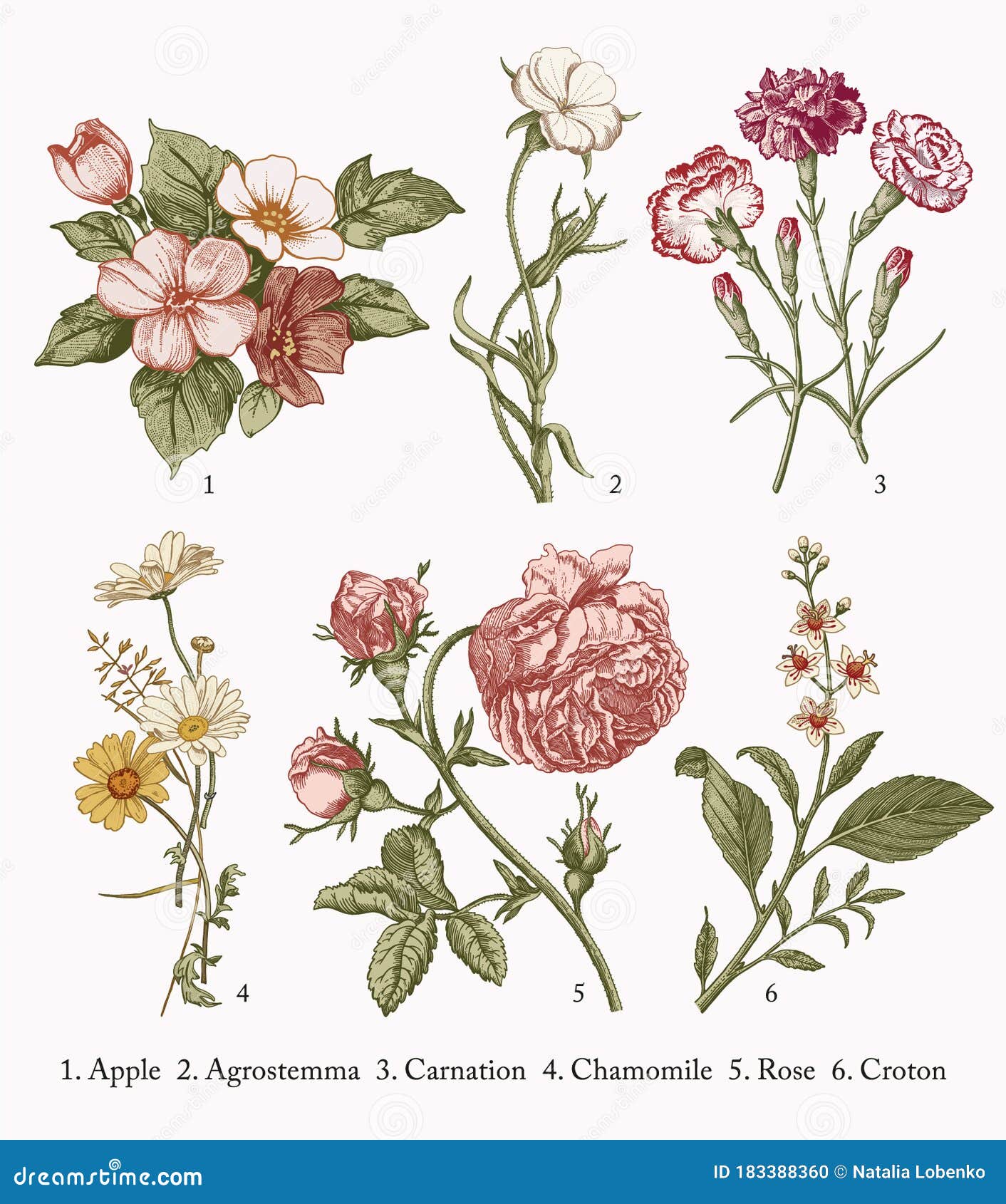 botany set vintage realistic  flowers drawing engraving   apple agrostemma carnation chamomile rose