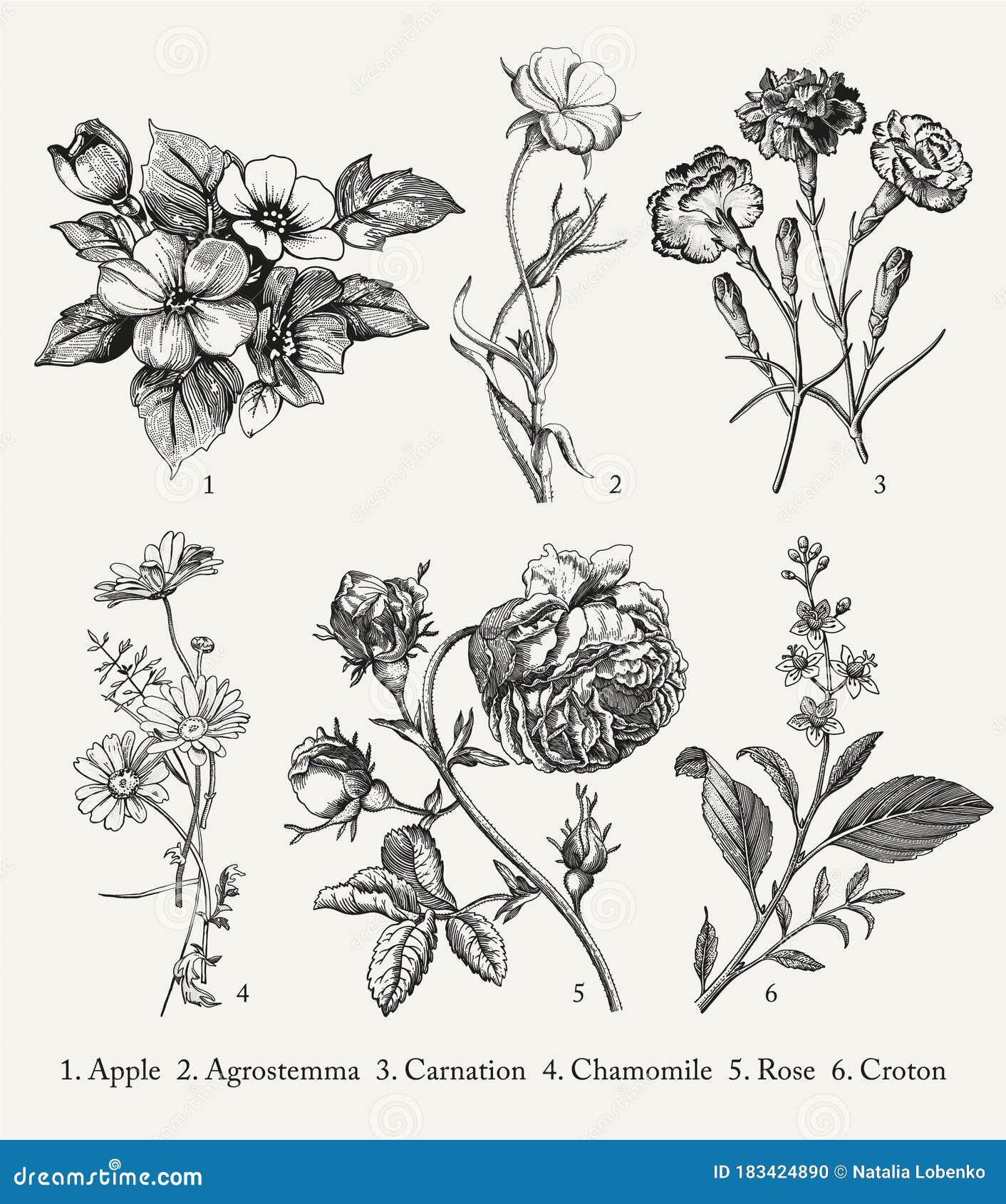 botany set vintage realistic  flowers drawing engraving   apple agrostemma carnation chamomile rose