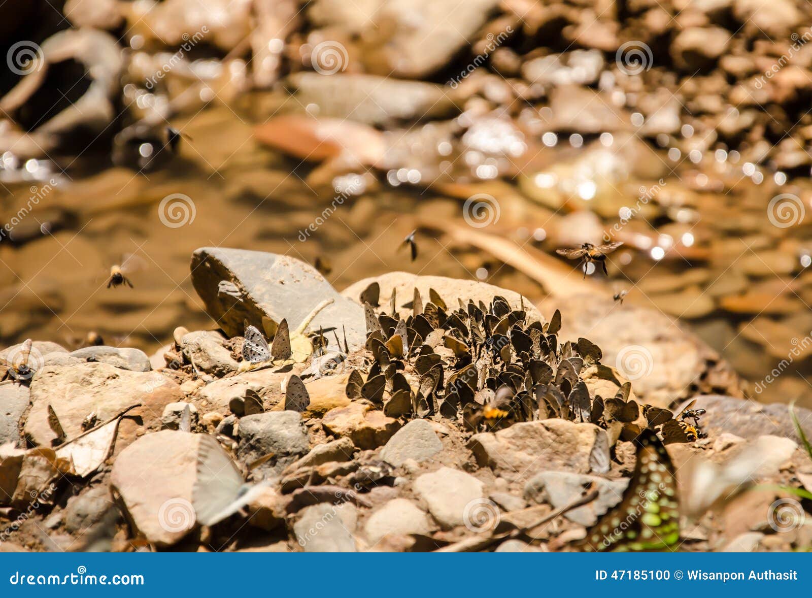 Botervlieg menigte. Heel wat vlinder bij het Nationale Park van Kaeng Krachan, Thailand