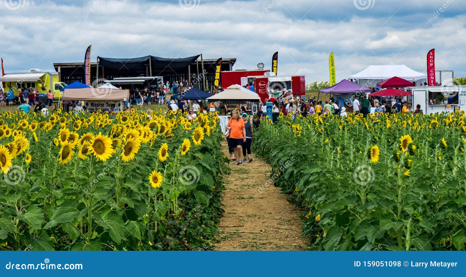 The Annual Sunflower Festival Editorial Stock Photo Image of america