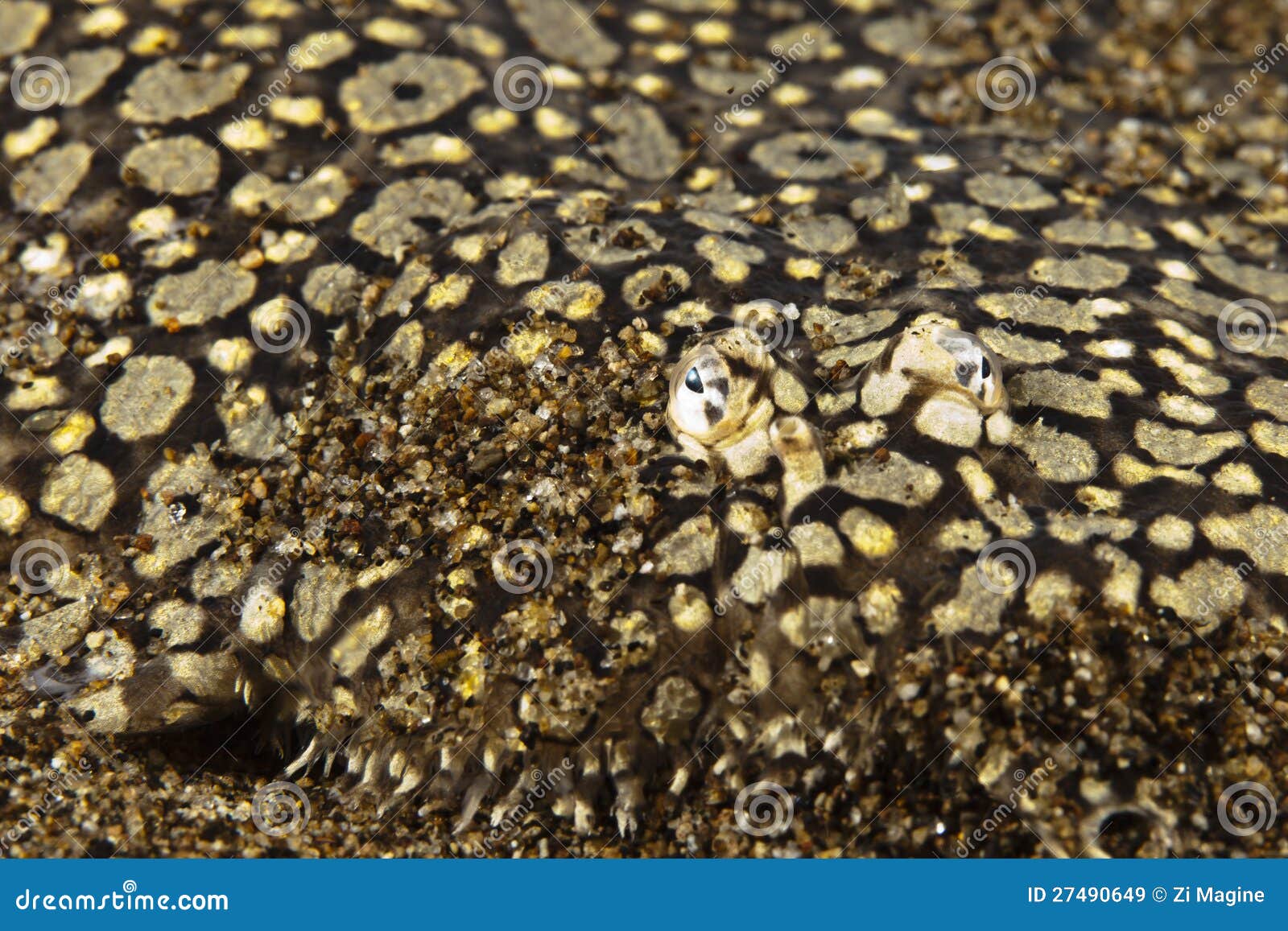 Bothus Mancus Flowery Flounder Peacock Flounder Stock Image Image of