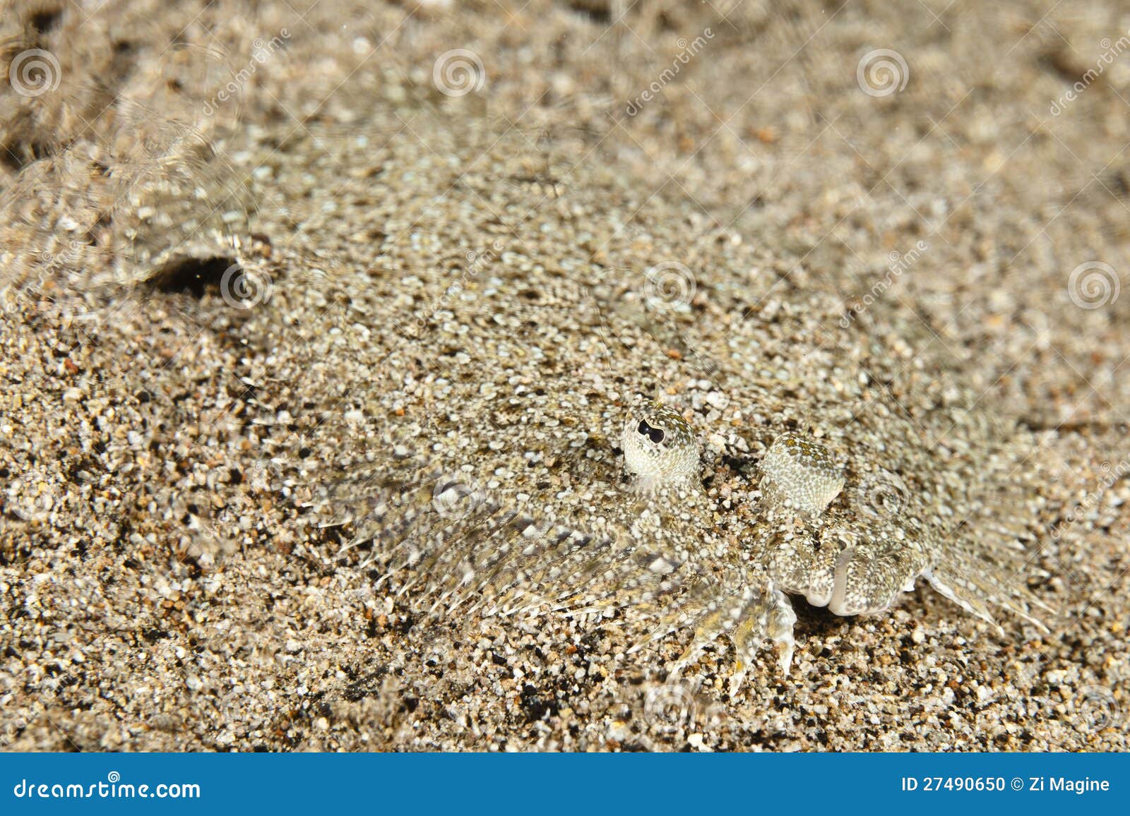 Bothus Mancus Flowery Flounder Peacock Flounder Stock Photo Image of