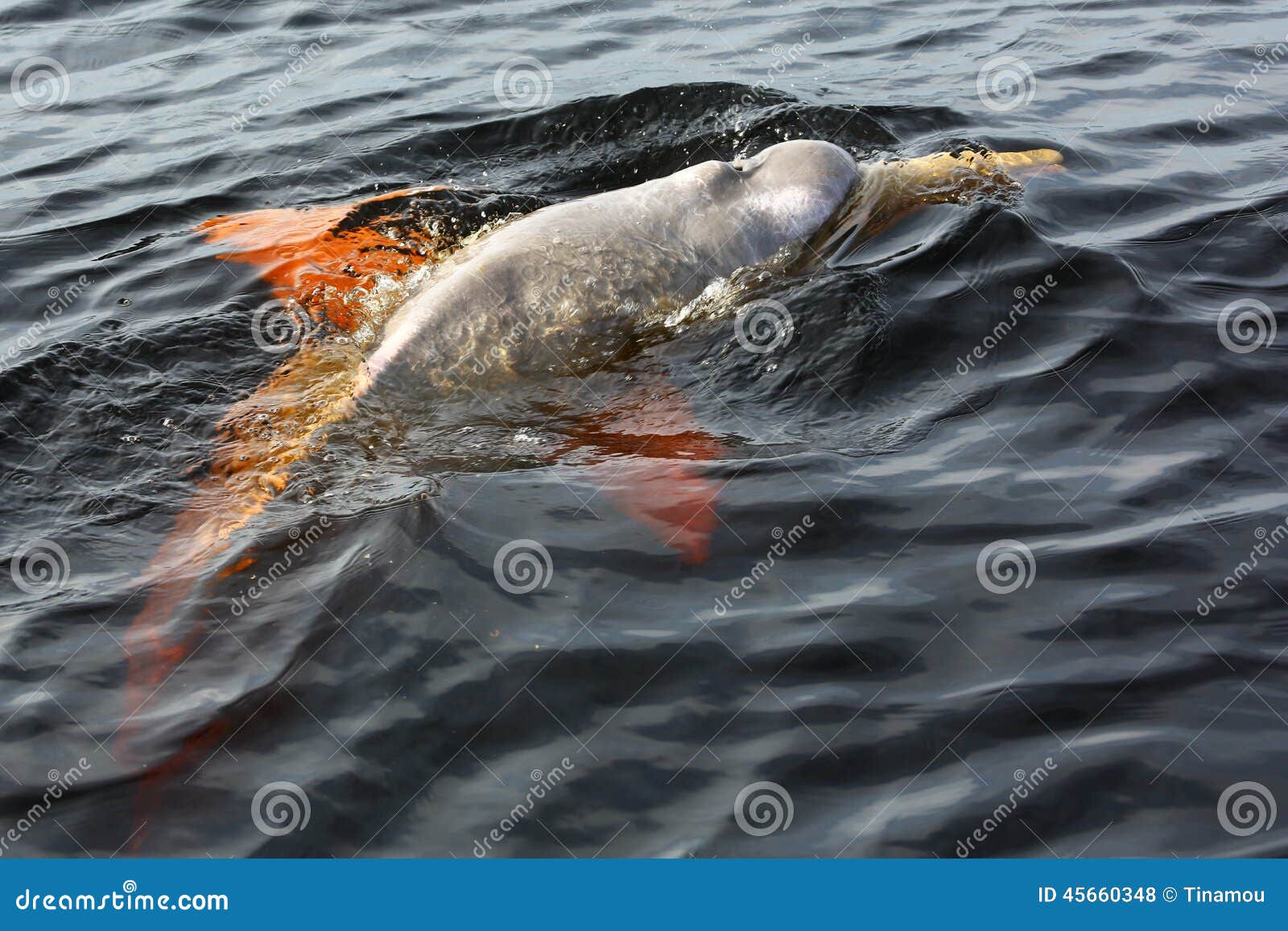 boto dolphin in dark waters of rio negro