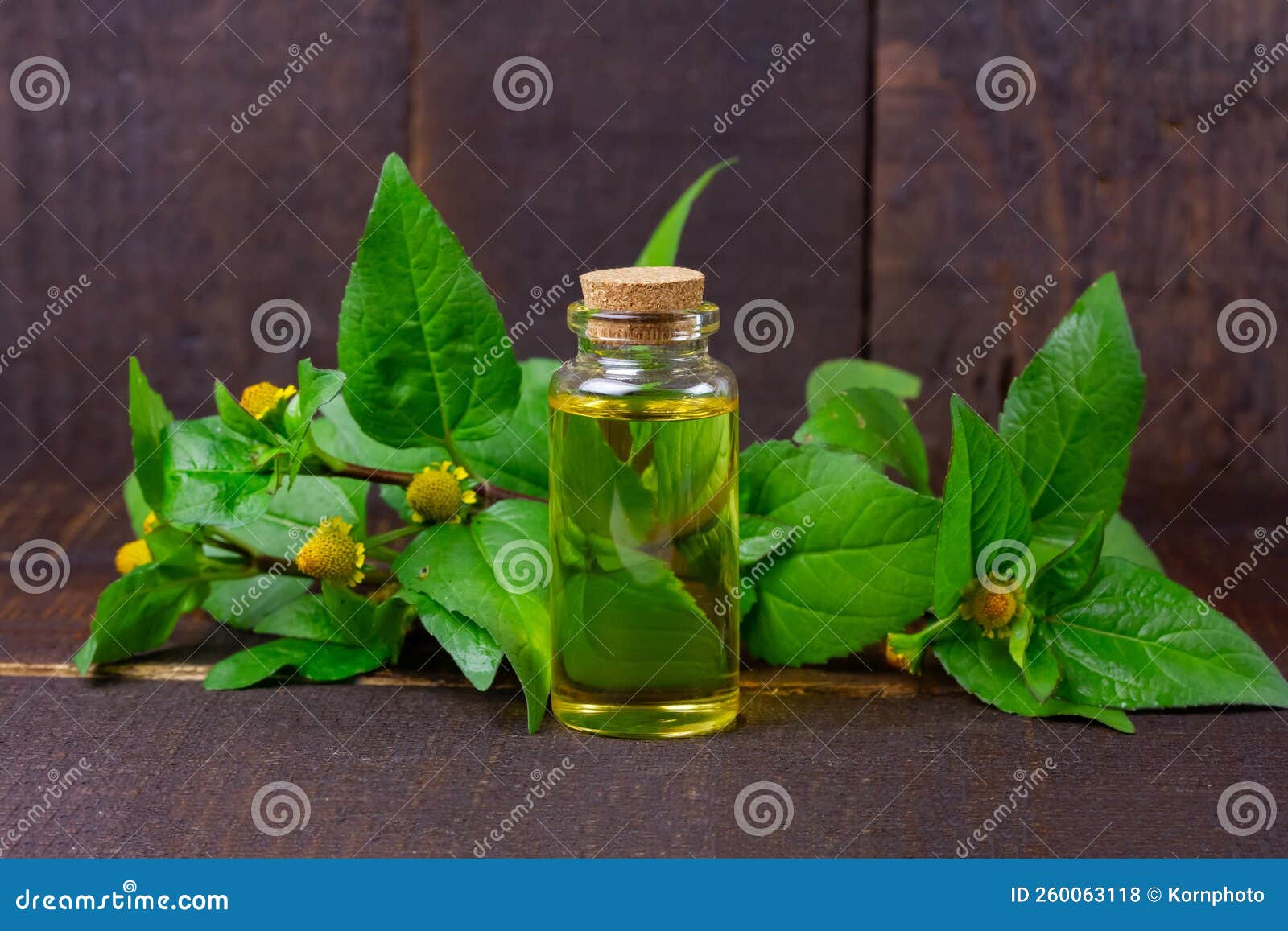 Acmella Oleracea, Paracress or Toothache Plant. Stock Photo - Image of ...
