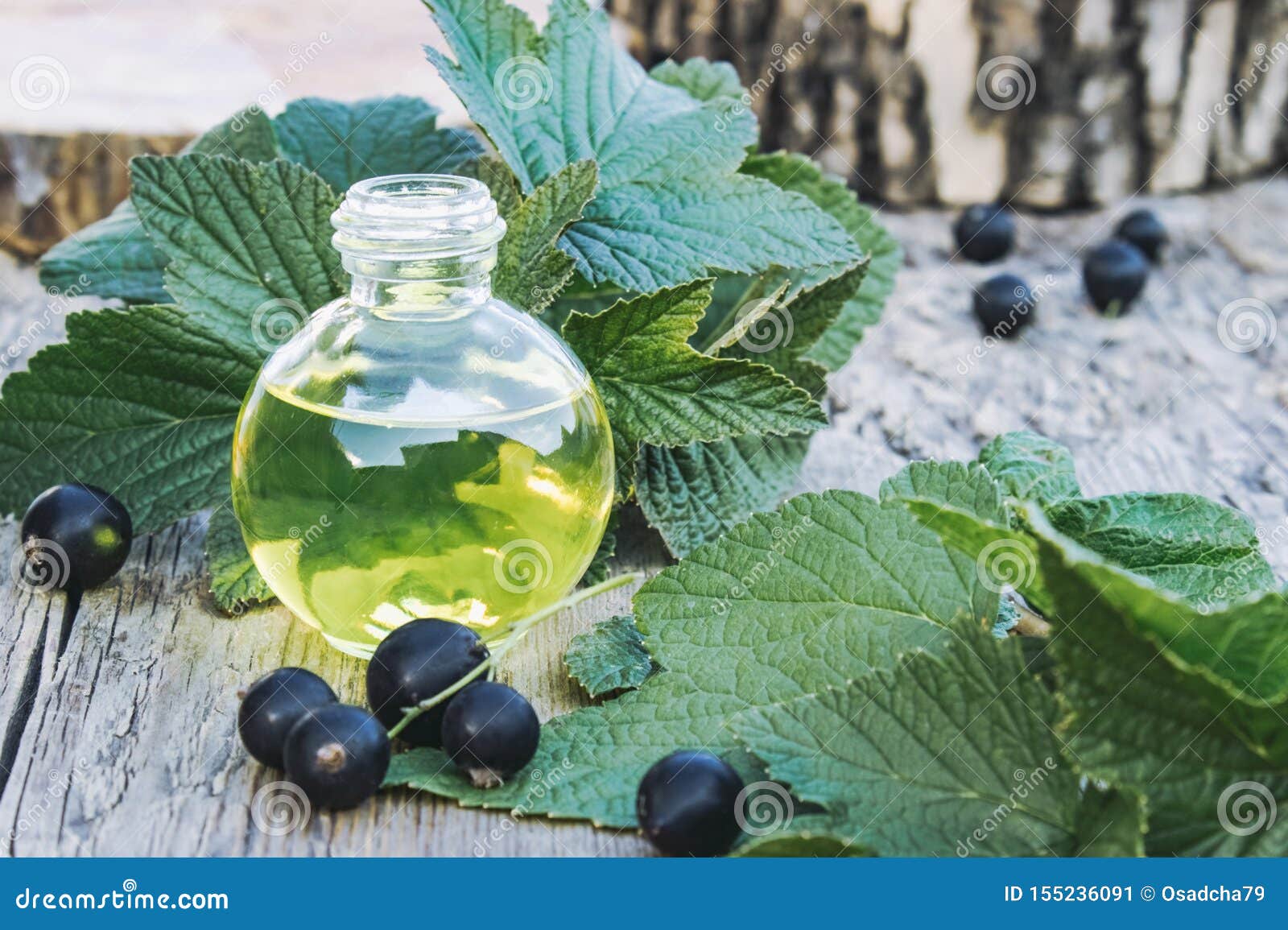 A Bottle Of Black Currant Extract Tincture Remedy Infusion On The