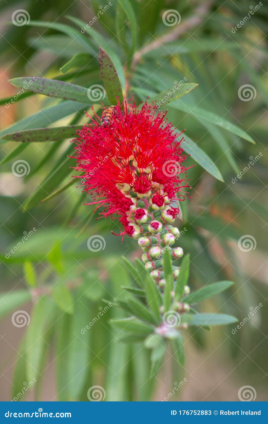 Bottle Brush Bloom Stock Image Image Of Outdoor Brush 176752883 bottle-brush-bloom-stock-image-image-of-outdoor-brush-176752883