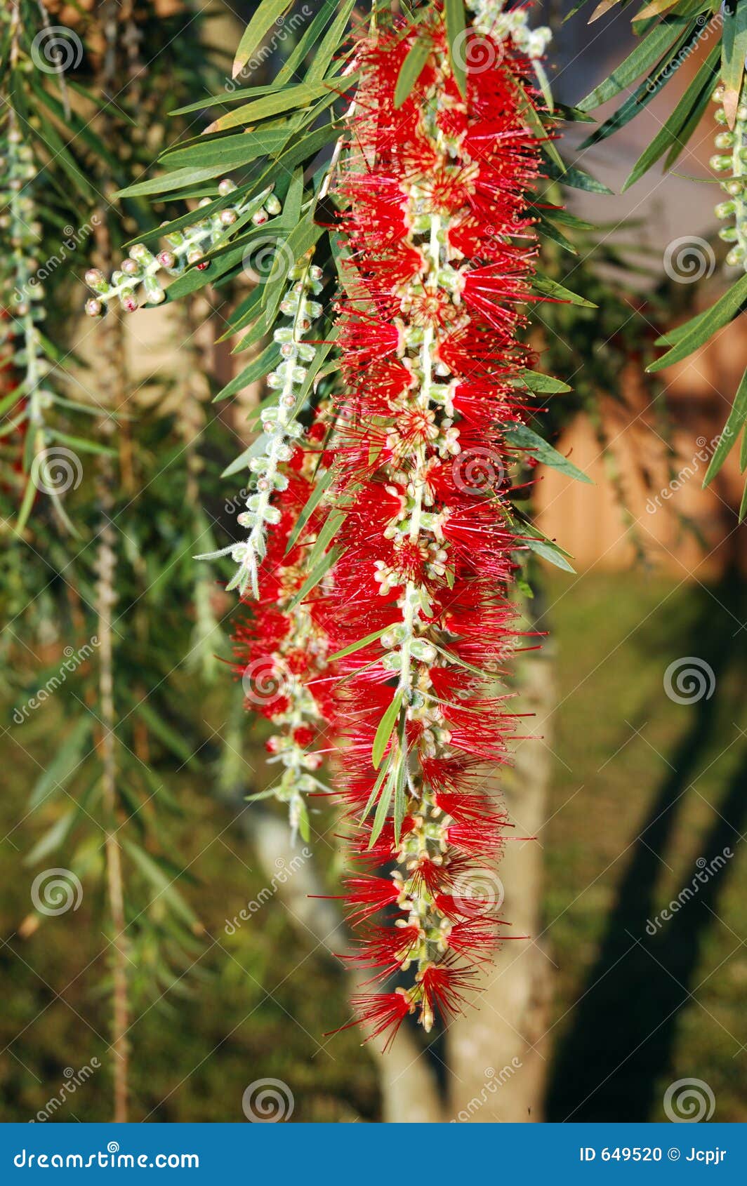 Bottle Brush Bush stock photo. Image of bottle, nature 649520