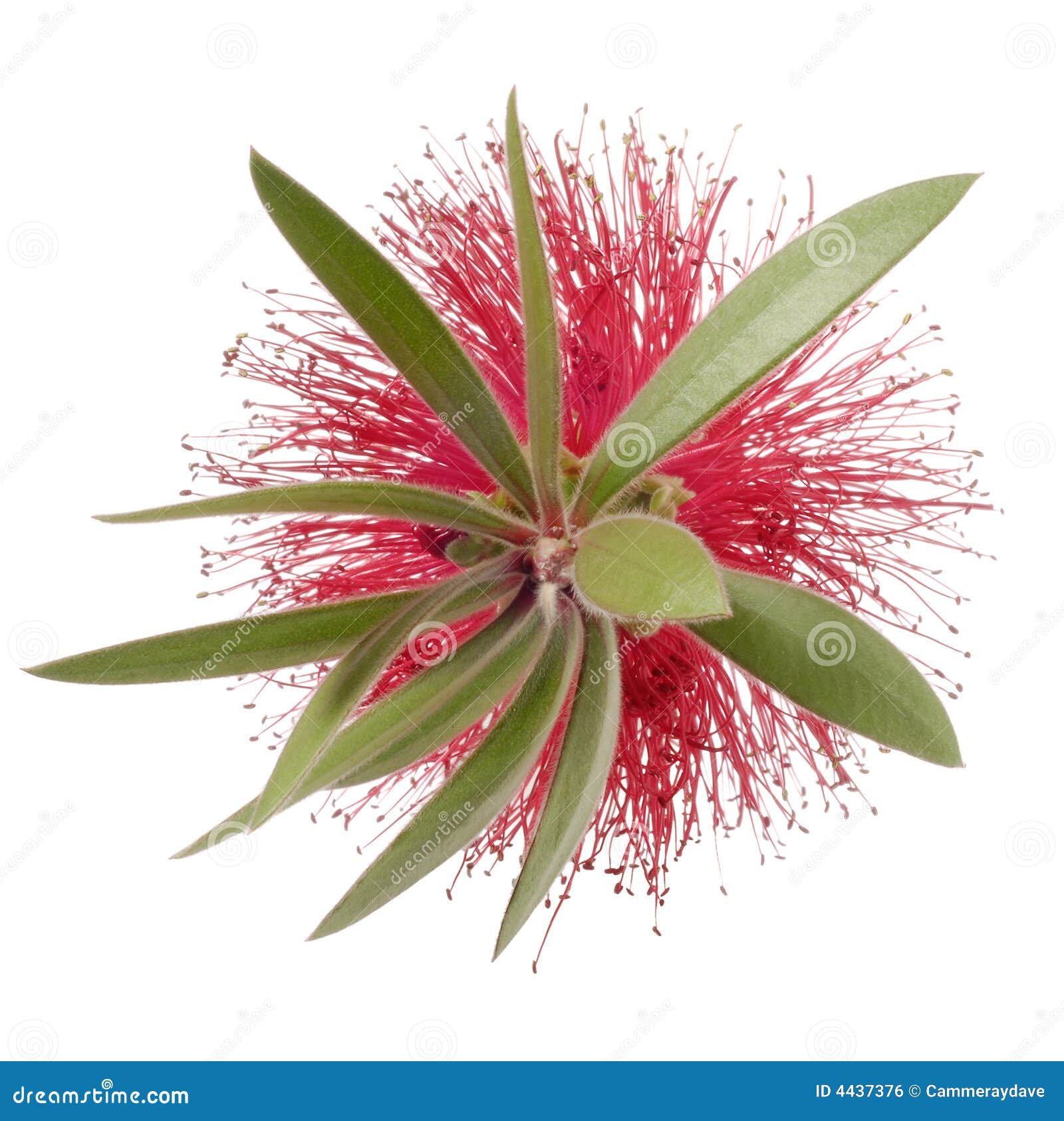 Bottle Brush Flower Isolated Stock Photo - Image of australia