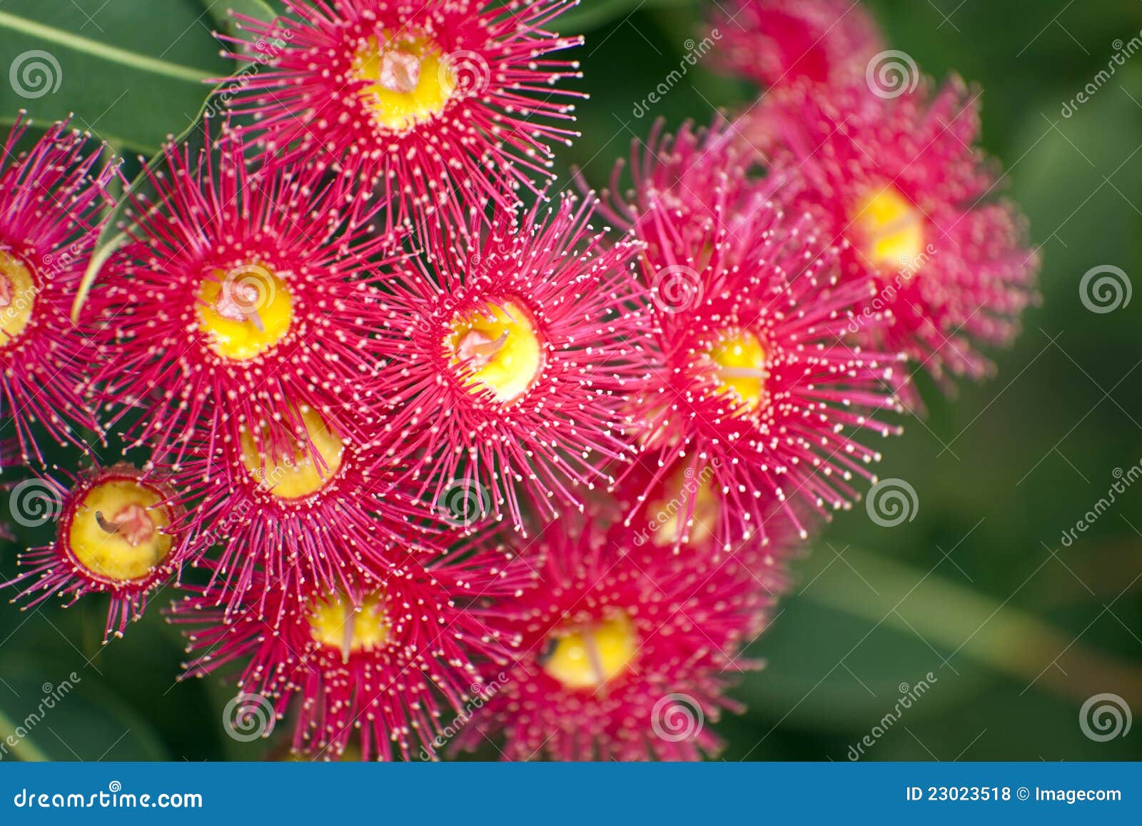 Bottle Brush Flowers stock photo. Image of droplet, pink 23023518