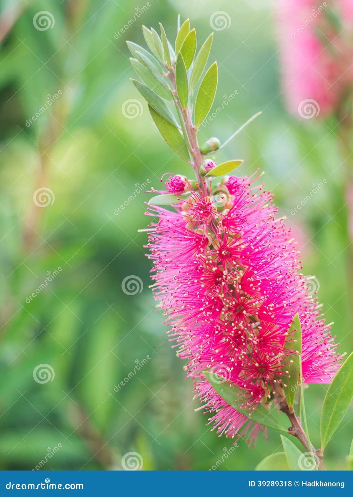Bottle Brush Tree and Flower Stock Photo Image of beautiful, plant