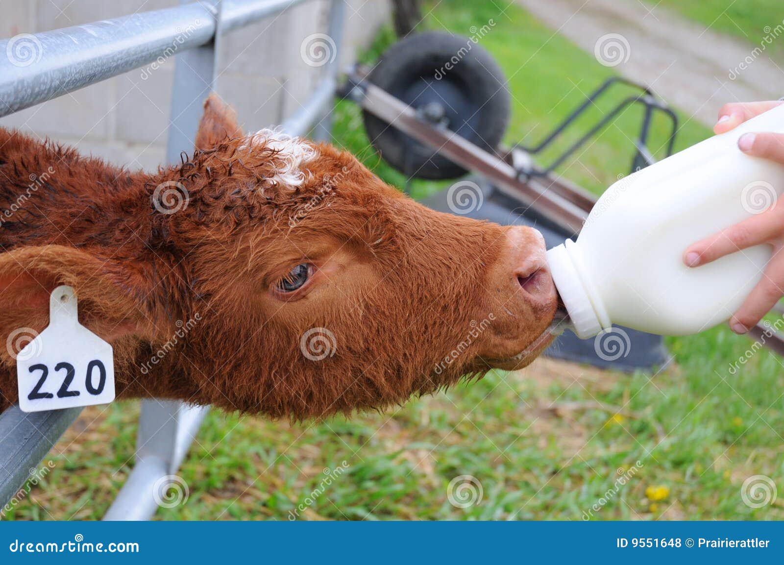 Bottle Calf Taking Milk stock photo. Image of cattle, bottle 9551648