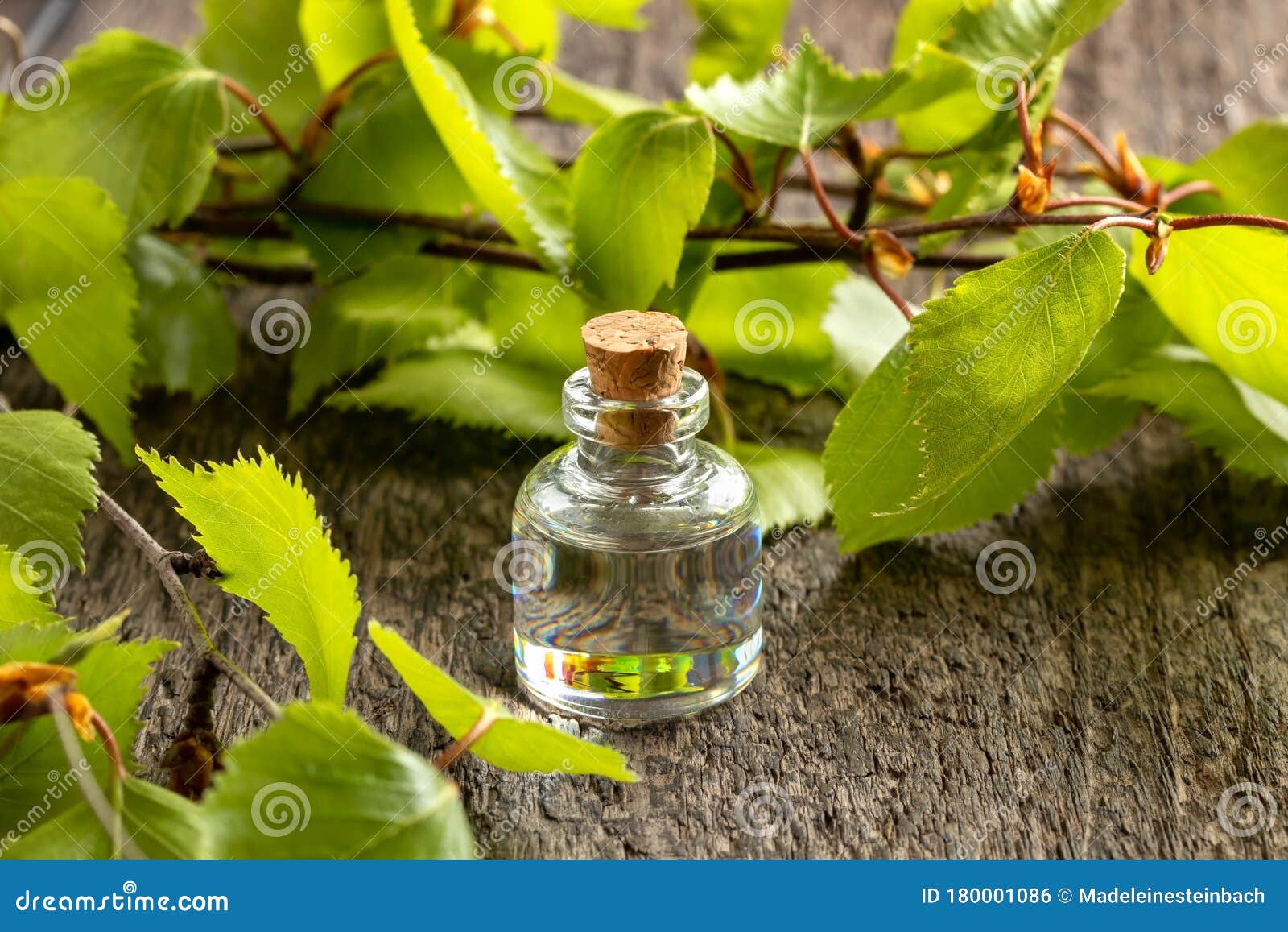 A Bottle of Essential Oil with Birch Branches Stock Photo Image of