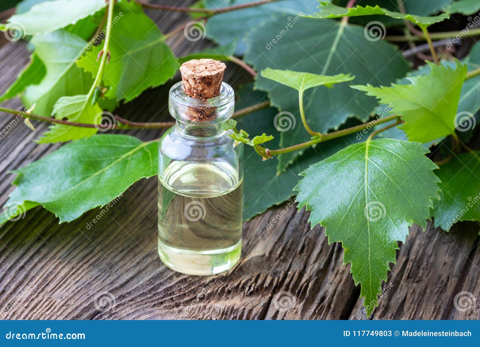 A Bottle of Essential Oil with Birch Branches Stock Image Image of
